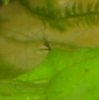 Hydra 003.jpg