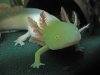axolotl1.jpg