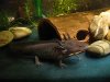 axolotl.jpg