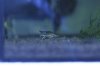 260444Cool Amano.JPG