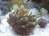 anemone.jpg