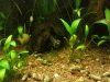 20140405_230800.gabun.klein.1.jpg