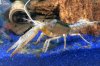 Clarkii_Ghost_m_IMG_1281.jpg