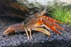 Clarkii_Red_m_IMG_1349.jpg