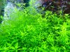Hemianthus Micranthemoides.JPG