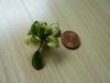 Anubias White.JPG