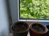 moringa_002.jpg
