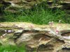 garnis_2014003.jpg