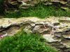 garnis_2014004.jpg