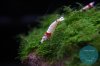 simply_shrimp02.jpg