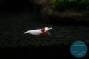 simply_shrimp7761.jpg