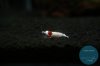 simply_shrimp7765.jpg