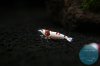 simply_shrimp7781.jpg