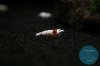 simply_shrimp7797.jpg