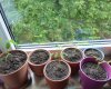 22_moringa002.jpg