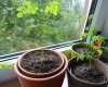 22_moringa005.jpg