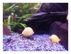 ©Apfelschnecke_Gold_Forum_Verkauf.jpg