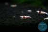 simply_shrimp7956.jpg