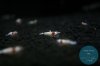 simply_shrimp7967.jpg