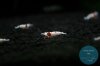 simply_shrimp7970.jpg