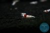 simply_shrimp7991.jpg
