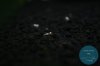 simply_shrimp8008.jpg