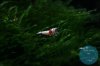 simply_shrimp8025.jpg