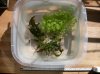 Bolbitis_heteroclita_Hydrocotyle_tripartita.jpg