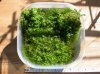 Hemianthus_Micranthemoides.jpg