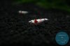 simply_shrimp8109.jpg