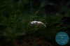 simply_shrimp8136.jpg