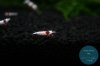 simply_shrimp8104.jpg