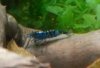 bluedream4.jpg