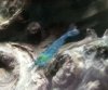 bluedream5.jpg