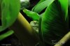 frosch.jpg