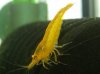 Yello98.JPG
