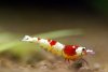 red-bee-22.jpg