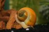 ok_schnecke.jpg