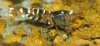 tigerbienen.JPG