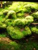 DSC02703 [].JPG