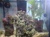 DSC00096a.jpg