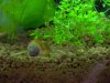 Schnecke2.jpeg