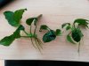 Anubias.jpg