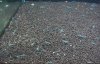 Blue-Pearls-links.jpg
