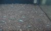 Blue-Pearls-rechts.jpg