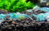 Blue-Pearl-1.jpg