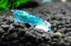 Blue-Pearl-2.jpg