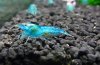 Blue-Pearl-3.jpg