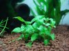 Staurogyne repens 1-2-Grow.JPG