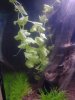 Li Seite mit Hydrocotyle-leucocephala und Zwergnadelsimse.JPG
